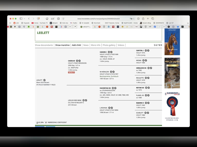 Polnisches Sportpferd Stute 3 Jahre 169 cm Rotbrauner in Galiny