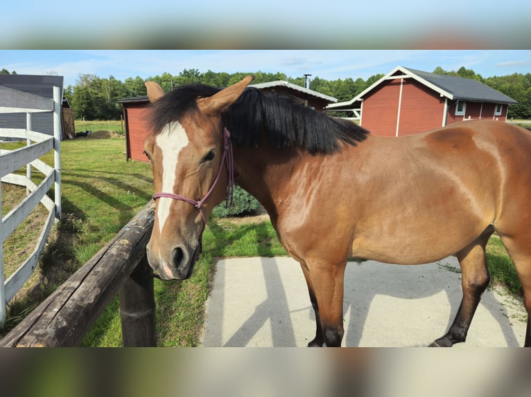 Polnisches Sportpferd Stute 4 Jahre 155 cm Rotbrauner in Młodzieszyn