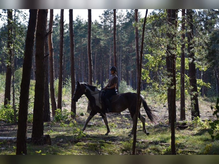 Polnisches Sportpferd Stute 4 Jahre 157 cm Schecke in Che&#x142;mno