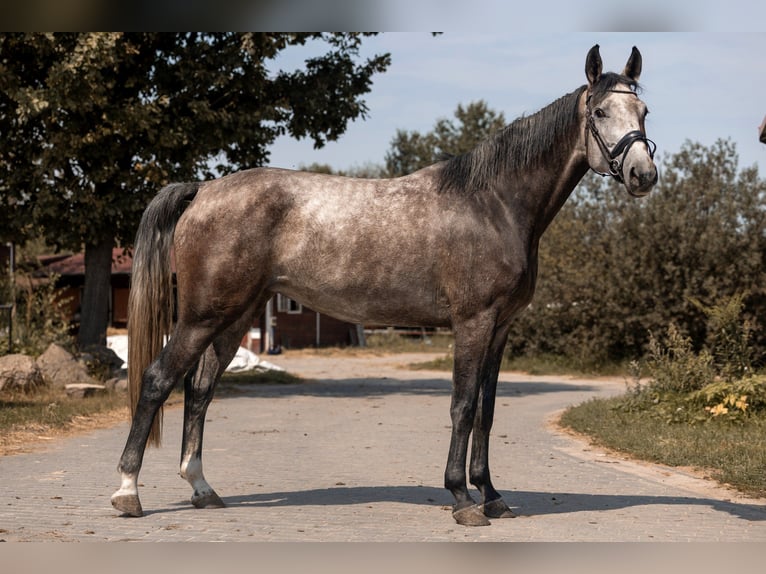 Polnisches Sportpferd Stute 4 Jahre 160 cm Schimmel in Kaleń-Towarzystwo