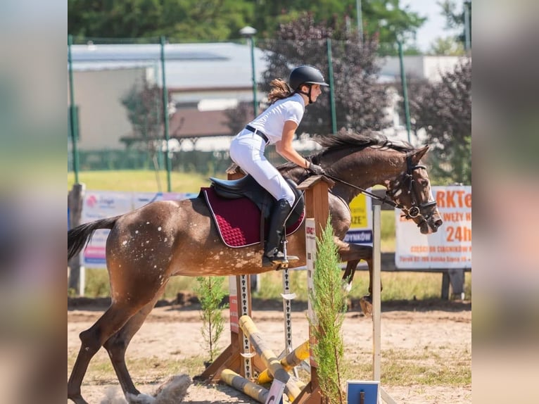 Polnisches Sportpferd Stute 4 Jahre 160 cm Tigerschecke in Turek Polnisches Sportpferd Stute 4 Jahre 160 cm Tigerschecke in Turek