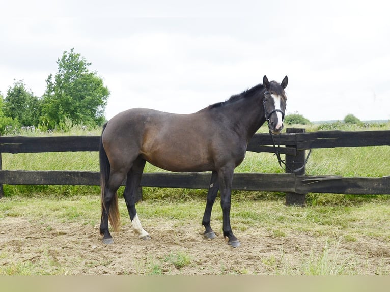 Polnisches Sportpferd Stute 4 Jahre 162 cm Schwarzbrauner in Frombork