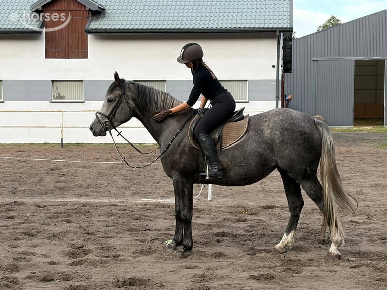 Polnisches Sportpferd Stute 4 Jahre 163 cm Schimmel in Chełmno