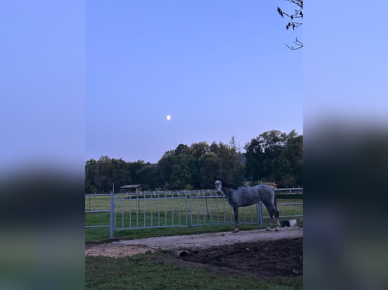 Polnisches Sportpferd Mix Stute 4 Jahre 164 cm Apfelschimmel in Rutha