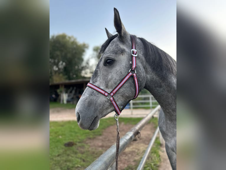 Polnisches Sportpferd Mix Stute 4 Jahre 164 cm Apfelschimmel in Rutha