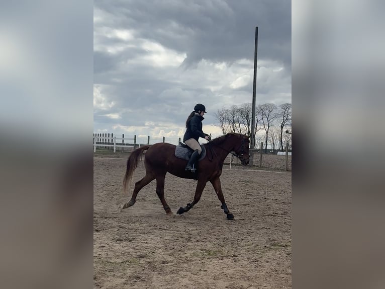 Polnisches Sportpferd Stute 4 Jahre 164 cm Fuchs in Kochowo
