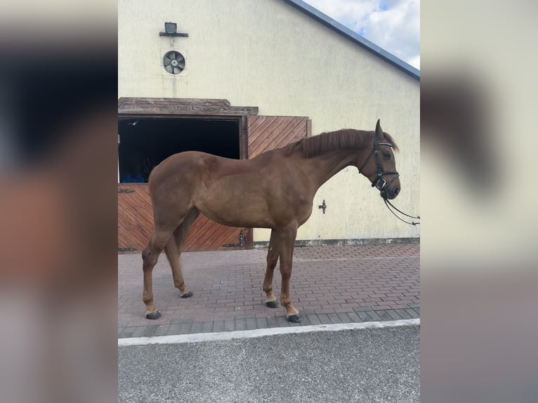Polnisches Sportpferd Stute 4 Jahre 164 cm Fuchs in Kochowo