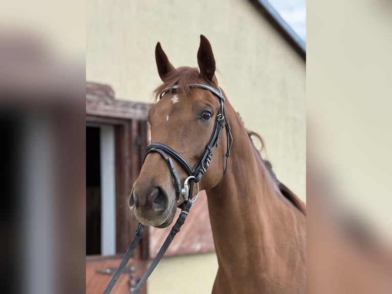 Polnisches Sportpferd Stute 4 Jahre 164 cm Fuchs in Kochowo