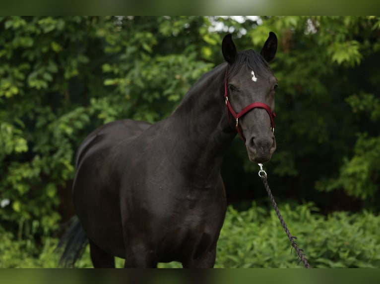 Polnisches Sportpferd Stute 4 Jahre 165 cm Rappe in Nowe Załubice