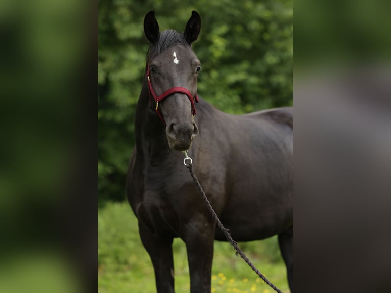Polnisches Sportpferd Stute 4 Jahre 165 cm Rappe in Nowe Załubice