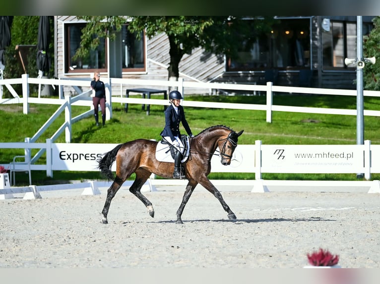 Polnisches Sportpferd Stute 4 Jahre 168 cm Brauner in Rokocin