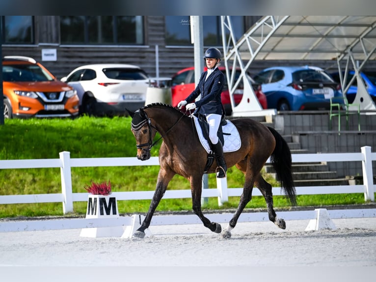 Polnisches Sportpferd Stute 4 Jahre 168 cm Brauner in Rokocin