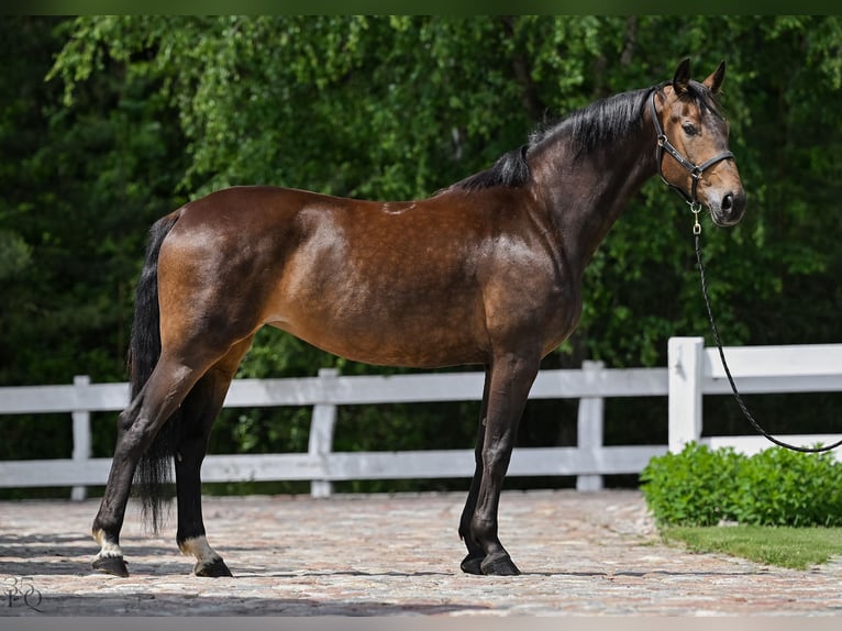 Polnisches Sportpferd Stute 4 Jahre 168 cm Brauner in Rokocin