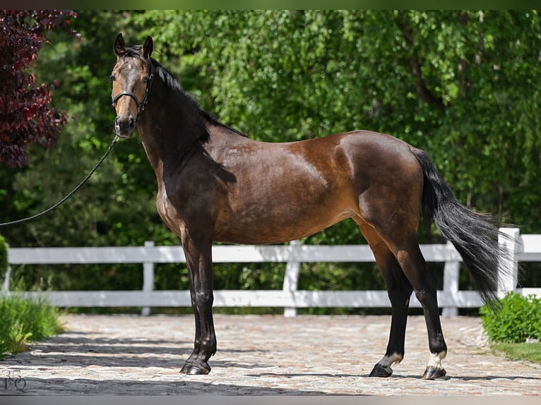 Polnisches Sportpferd Stute 4 Jahre 168 cm Brauner in Rokocin