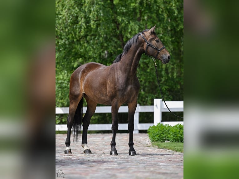 Polnisches Sportpferd Stute 4 Jahre 168 cm Brauner in Rokocin