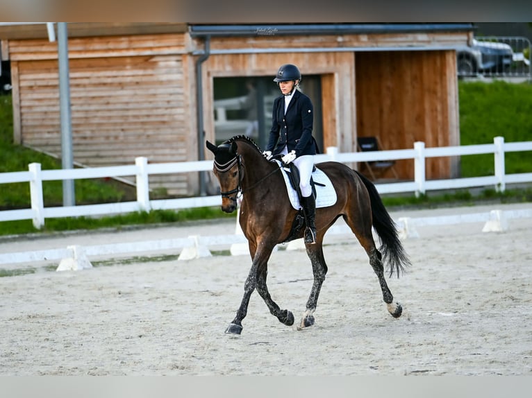 Polnisches Sportpferd Stute 4 Jahre 168 cm Brauner in Rokocin