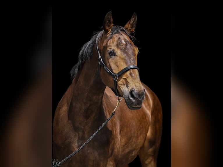 Polnisches Sportpferd Stute 4 Jahre 168 cm Brauner in Rokocin