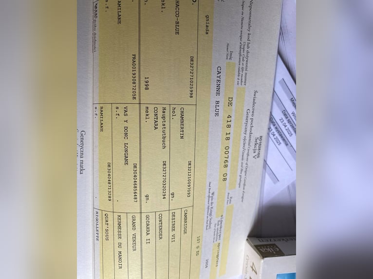 Polnisches Sportpferd Stute 4 Jahre 169 cm Dunkelbrauner in Jelenia Góra