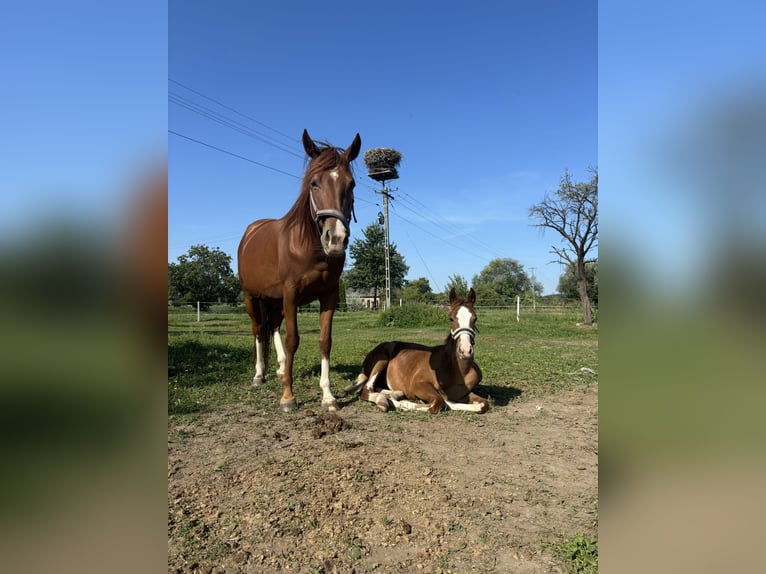 Polnisches Sportpferd Stute 5 Jahre 161 cm Fuchs in P&#x142;ock