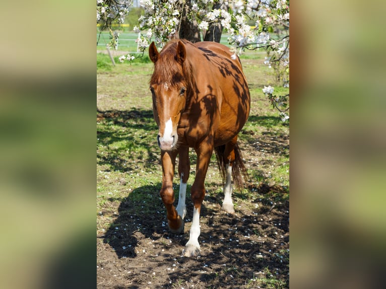 Polnisches Sportpferd Stute 5 Jahre 161 cm Fuchs in P&#x142;ock