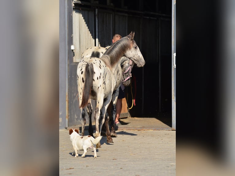 Polnisches Sportpferd Stute 5 Jahre 161 cm Tigerschecke in Iwno Polnisches Sportpferd Stute 5 Jahre 161 cm Tigerschecke in Iwno