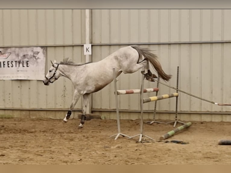 Polnisches Sportpferd Stute 5 Jahre 162 cm Schimmel in Puck