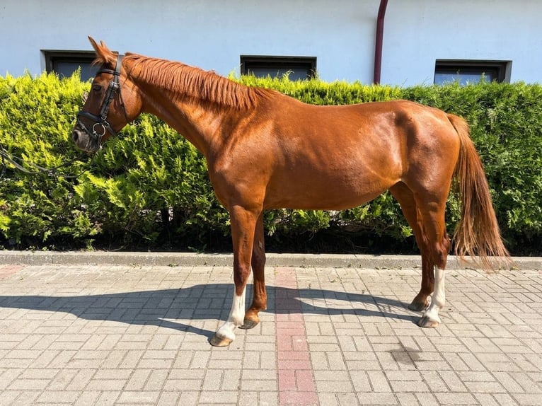 Polnisches Sportpferd Stute 5 Jahre 163 cm Fuchs in Łapino kartuskie