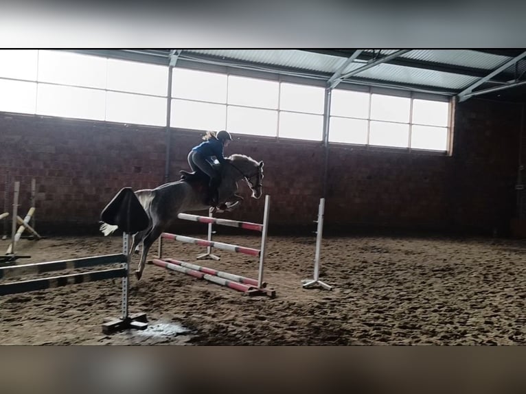 Polnisches Sportpferd Stute 5 Jahre 163 cm Schimmel in Olsztyn
