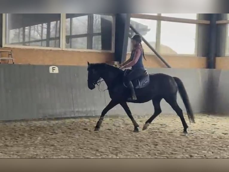 Polnisches Sportpferd Stute 5 Jahre 165 cm Dunkelbrauner in Papenhagen