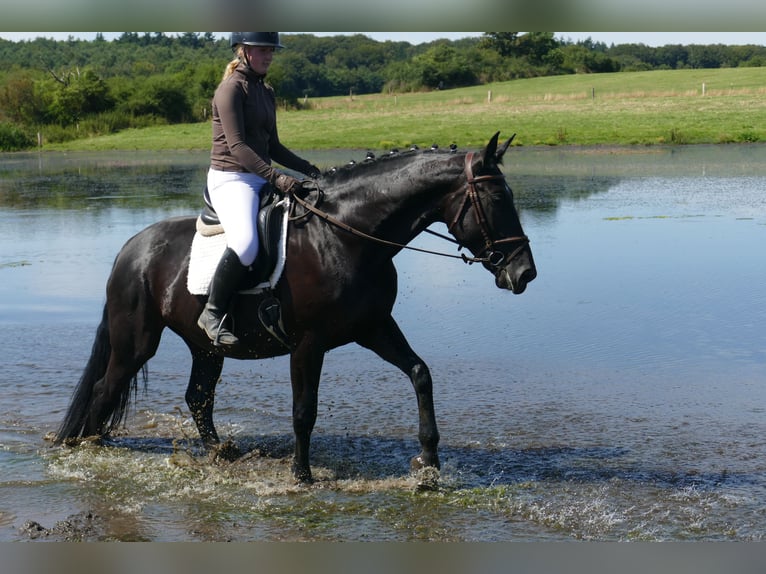 Polnisches Sportpferd Stute 5 Jahre 165 cm Rappe in Ganschow