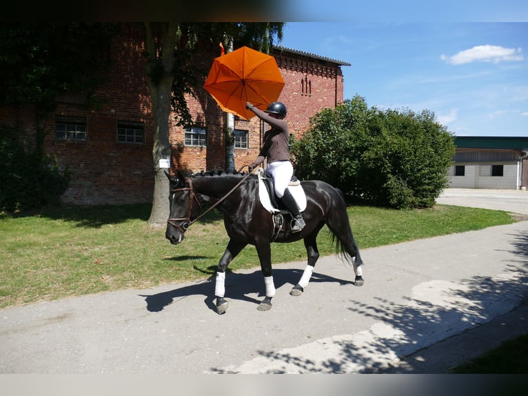 Polnisches Sportpferd Stute 5 Jahre 165 cm Rappe in Ganschow