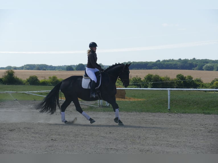 Polnisches Sportpferd Stute 5 Jahre 165 cm Rappe in Ganschow