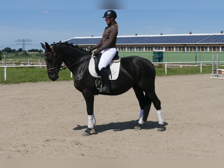 Polnisches Sportpferd Stute 5 Jahre 165 cm Rappe in Ganschow