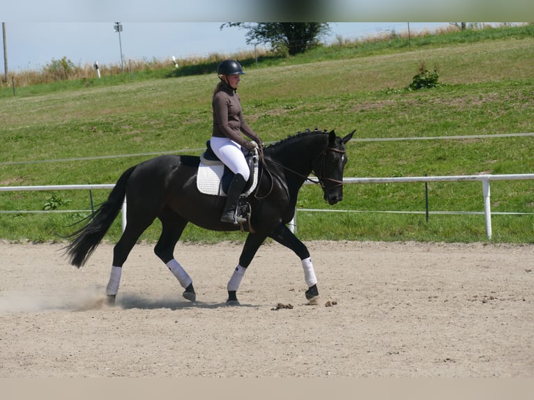 Polnisches Sportpferd Stute 5 Jahre 165 cm Rappe in Ganschow