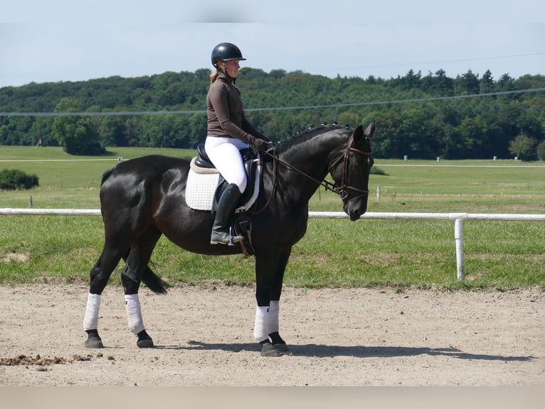 Polnisches Sportpferd Stute 5 Jahre 165 cm Rappe in Ganschow