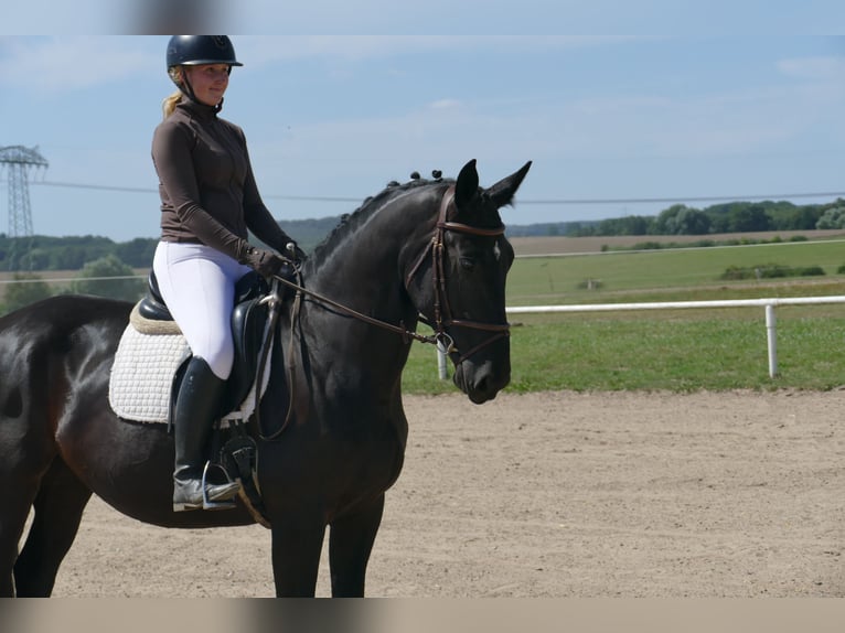 Polnisches Sportpferd Stute 5 Jahre 165 cm Rappe in Ganschow