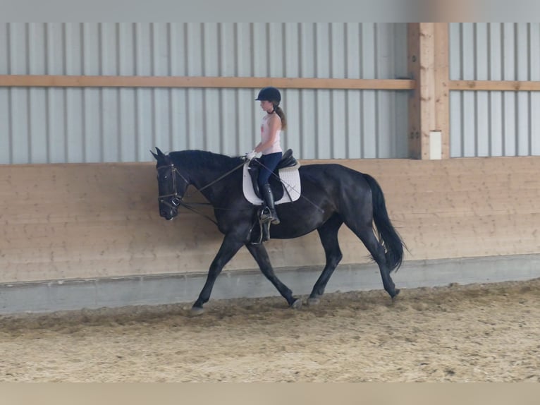 Polnisches Sportpferd Stute 5 Jahre 165 cm Rappe in Ganschow