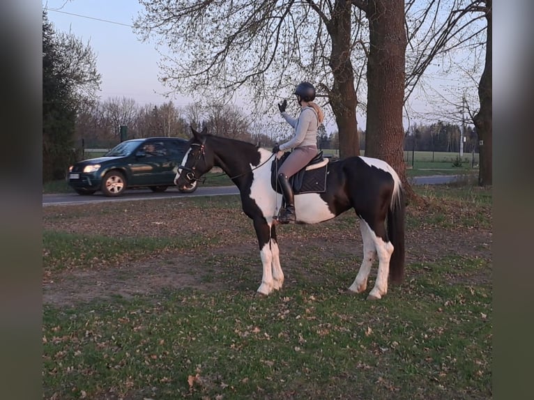 Polnisches Sportpferd Mix Stute 5 Jahre 165 cm Schecke in Forst