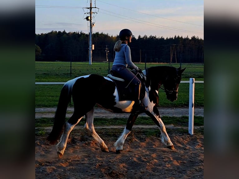 Polnisches Sportpferd Mix Stute 5 Jahre 165 cm Schecke in Forst