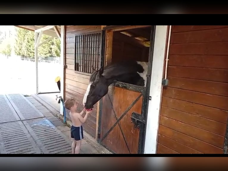 Polnisches Sportpferd Mix Stute 5 Jahre 165 cm Schecke in Forst