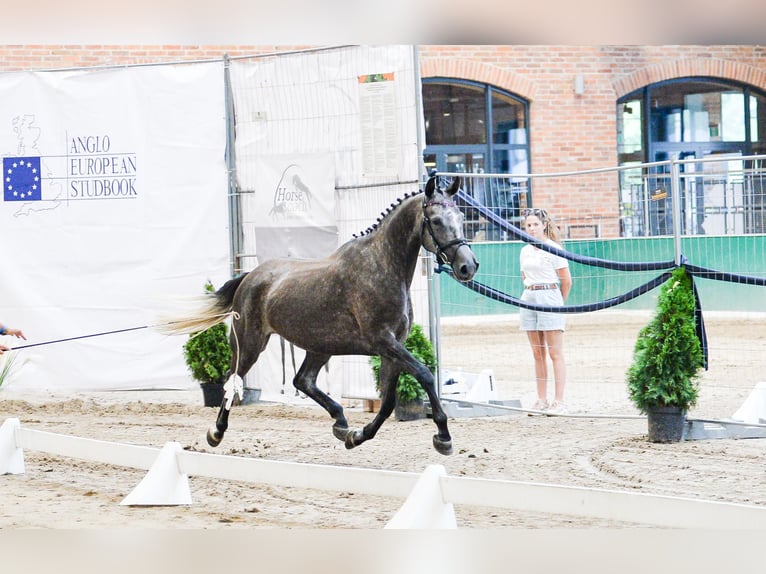 Polnisches Sportpferd Stute 5 Jahre 165 cm Schimmel in Gogołowa