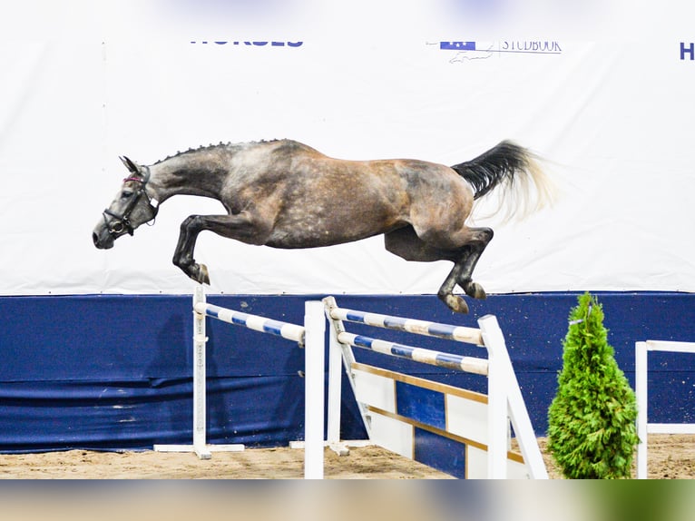 Polnisches Sportpferd Stute 5 Jahre 165 cm Schimmel in Gogołowa
