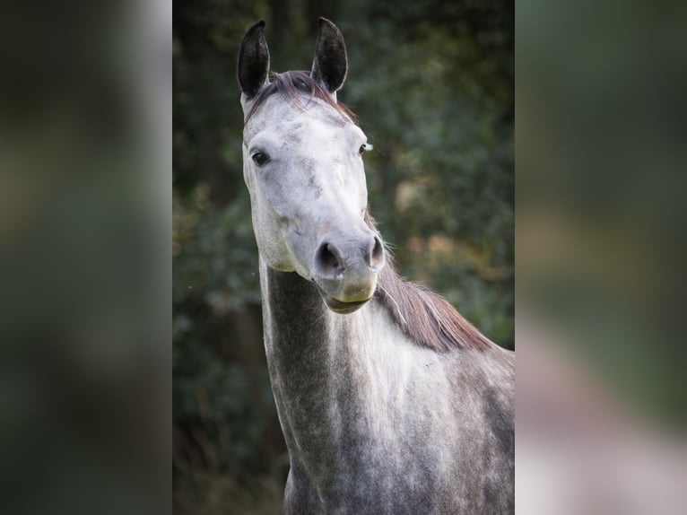 Polnisches Sportpferd Stute 5 Jahre 165 cm Schimmel in Gogołowa