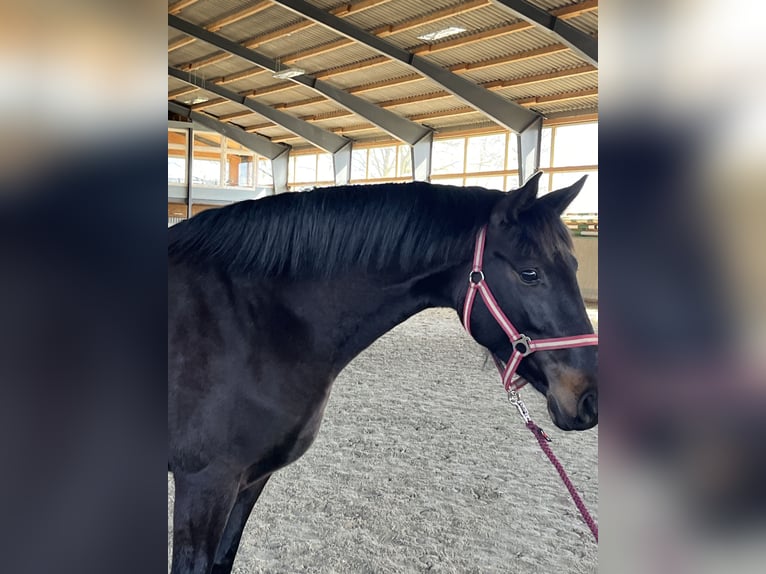 Polnisches Sportpferd Stute 5 Jahre 165 cm Schwarzbrauner in Papenhagen