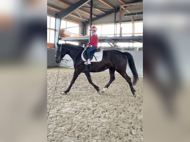 Polnisches Sportpferd Stute 5 Jahre 165 cm Schwarzbrauner in Papenhagen
