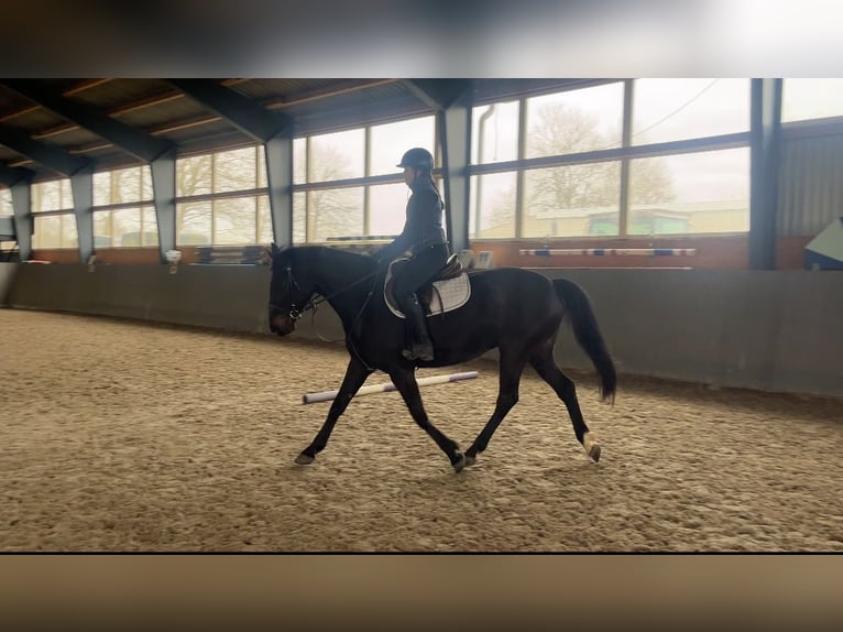 Polnisches Sportpferd Stute 5 Jahre 165 cm Schwarzbrauner in Papenhagen
