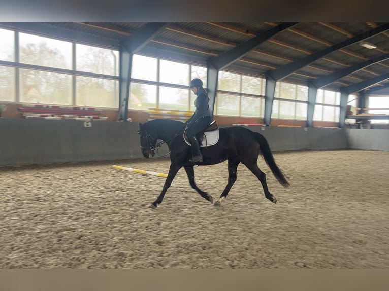 Polnisches Sportpferd Stute 5 Jahre 165 cm Schwarzbrauner in Papenhagen