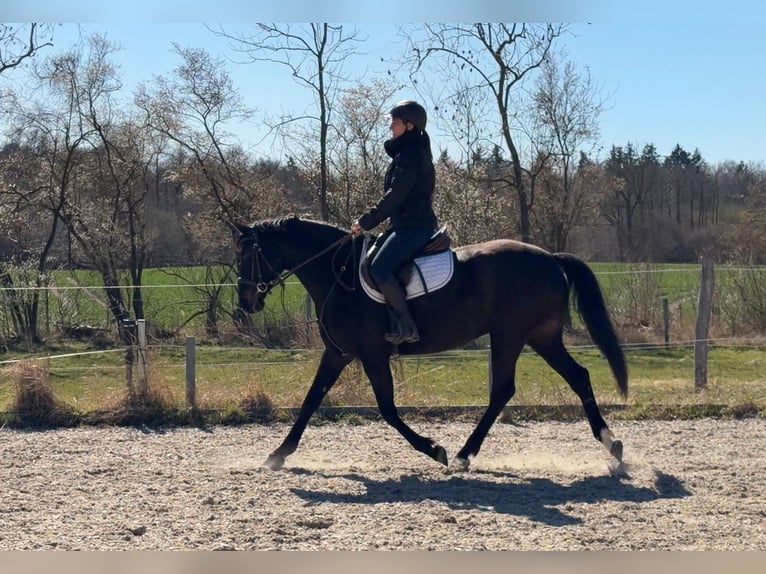 Polnisches Sportpferd Stute 5 Jahre 165 cm Schwarzbrauner in Papenhagen