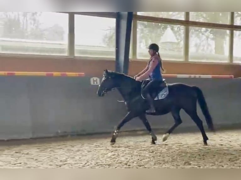 Polnisches Sportpferd Stute 5 Jahre 165 cm Schwarzbrauner in Papenhagen