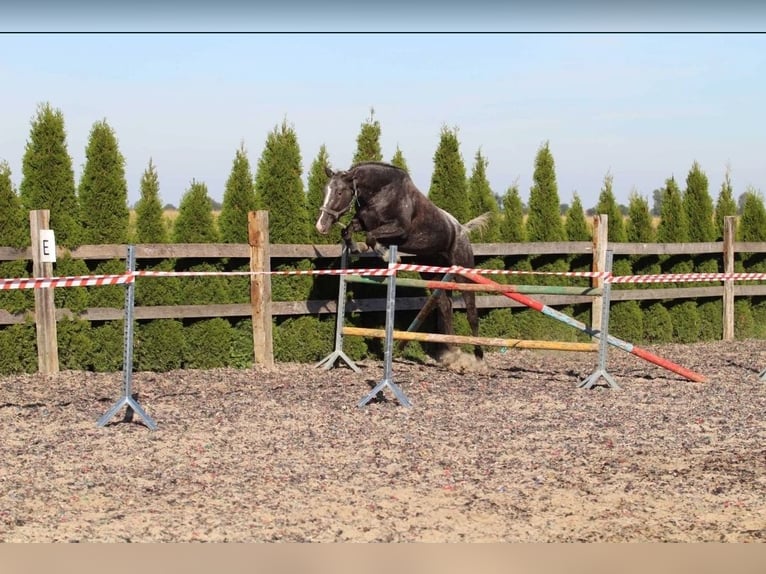 Polnisches Sportpferd Stute 5 Jahre 165 cm Tigerschecke in Przysieka